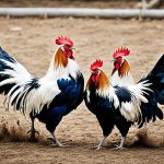 Sabung Ayam Asli vs Asli 2024